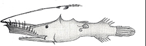 Familia Thaumatichthyidae.jpg